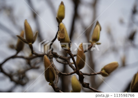 Magnolia tree branch with young buds in spring. Close up. 113598766