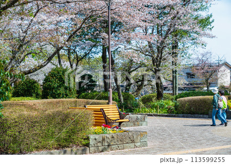 さくらが咲く春の公園のベンチ さくらが咲く春の公園のベンチ 113599255