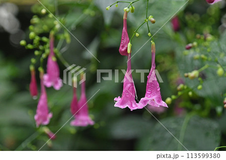 ヒマラヤ地方原産の濃桃紫色のぶら下がった花が可愛いストロビランテス・ハミルトニア 113599380