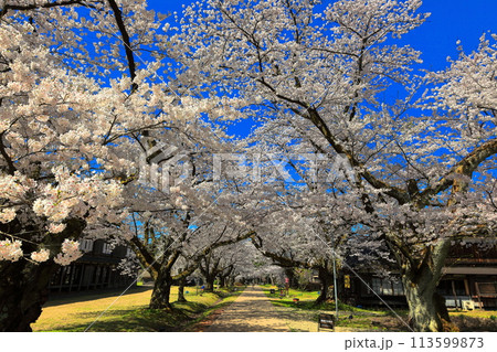 松ヶ岡農村公園 松ヶ岡開墾場 松ヶ岡農村公園 松ヶ岡開墾場 113599873