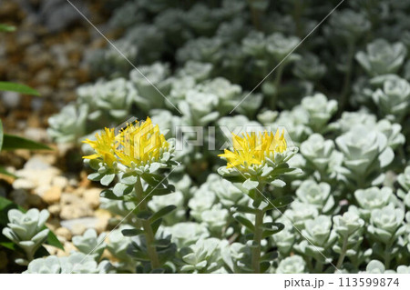 北アメリカ西部原産の灰緑色の多肉植物の花径から伸びた黄色の花の花序が綺麗なセダムスパッリフォリウム 北アメリカ西部原産の灰緑色の多肉植物の花径から伸びた黄色の花の花序が綺麗なセダムスパッリフォリウム 113599874