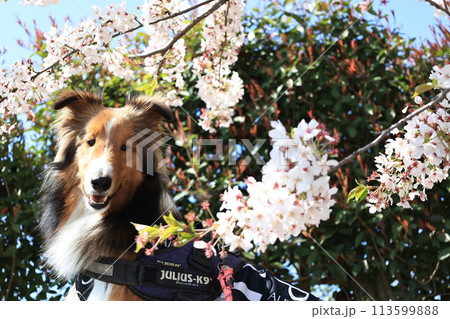桜と犬　お出かけイメージ 113599888