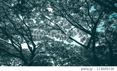 lush leaves with bright and cool summers lush leaves with bright and cool summers 113600136