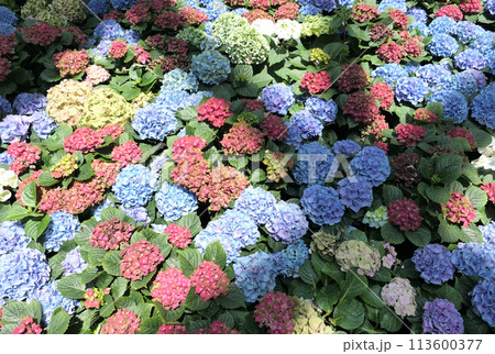 Colorful hydrangea bushes flower background 113600377