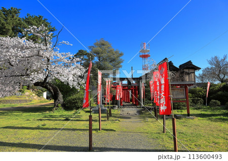 日本さくら名所100選 鶴岡公園 日本さくら名所100選 鶴岡公園 113600493