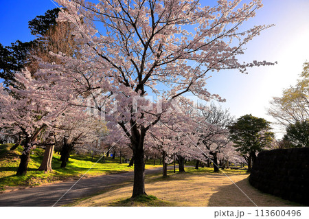 日本さくら名所100選 鶴岡公園 日本さくら名所100選 鶴岡公園 113600496