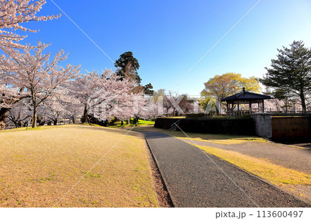 日本さくら名所100選 鶴岡公園 日本さくら名所100選 鶴岡公園 113600497