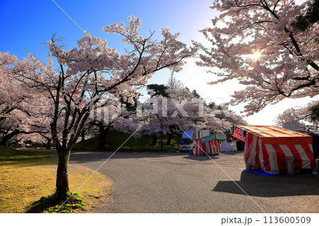 日本さくら名所100選 鶴岡公園 日本さくら名所100選 鶴岡公園 113600509