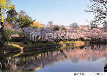 日本さくら名所100選 鶴岡公園 日本さくら名所100選 鶴岡公園 113600512