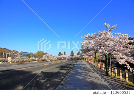 日本さくら名所100選　鶴岡公園 113600523