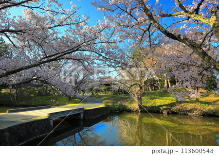 日本さくら名所100選　鶴岡公園 113600548