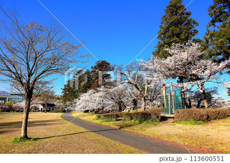 日本さくら名所100選 鶴岡公園 日本さくら名所100選 鶴岡公園 113600551