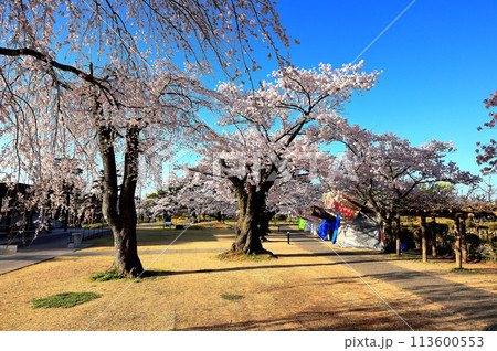 日本さくら名所100選 鶴岡公園 日本さくら名所100選 鶴岡公園 113600553
