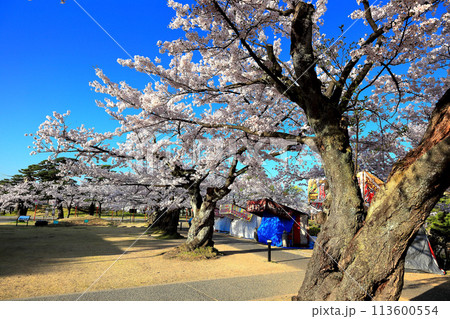 日本さくら名所100選 鶴岡公園 日本さくら名所100選 鶴岡公園 113600554
