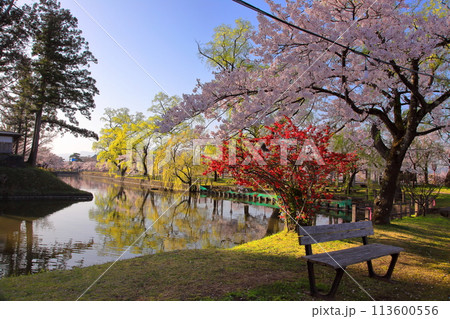 日本さくら名所100選　鶴岡公園 113600556