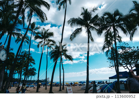 ヤシの木のあるビーチ 113600952
