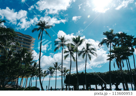 青空に映えるヤシの木 113600953