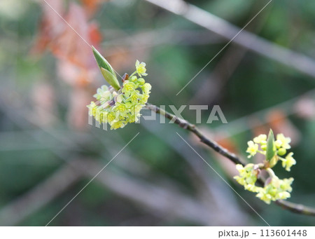 楊枝の材料、クロモジの花 楊枝の材料、クロモジの花 113601448