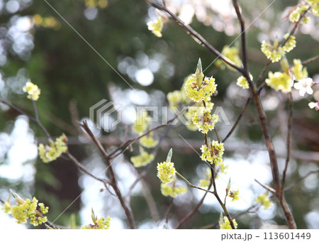 楊枝の材料、クロモジの花 113601449
