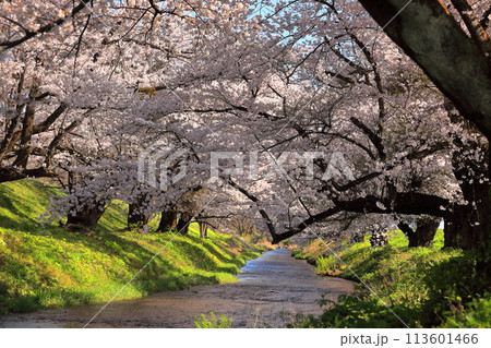 馬渡川やすらぎ公園　馬渡川桜並木 113601466