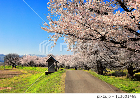 馬渡川やすらぎ公園　馬渡川桜並木 113601469