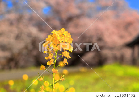 馬渡川やすらぎ公園　馬渡川桜並木 113601472