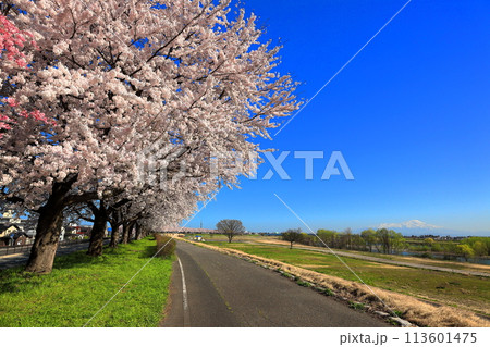 馬渡川やすらぎ公園　馬渡川桜並木 113601475
