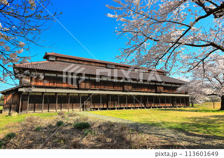 松ヶ岡農村公園 松ヶ岡開墾場桜並木 松ヶ岡農村公園 松ヶ岡開墾場桜並木 113601649