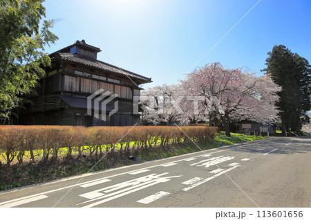 松ヶ岡農村公園 松ヶ岡開墾場桜並木 松ヶ岡農村公園 松ヶ岡開墾場桜並木 113601656