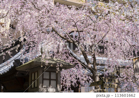 頂法寺（六角堂）　満開の御幸桜 113601662