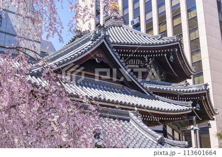 頂法寺(六角堂) 本堂 満開の御幸桜 頂法寺(六角堂) 本堂 満開の御幸桜 113601664
