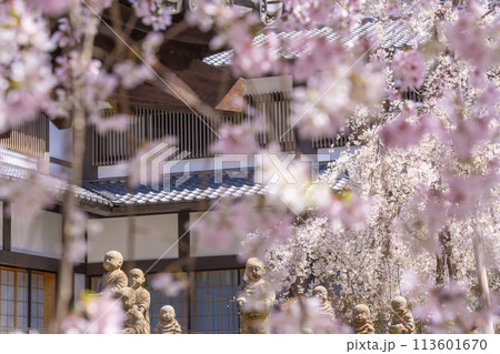 頂法寺（六角堂）　満開の御幸桜 113601670