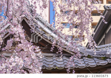 頂法寺（六角堂）　満開の御幸桜 113601673