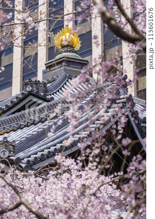 頂法寺（六角堂）　本堂　満開の御幸桜 113601676