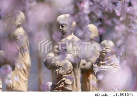 頂法寺(六角堂) 十六羅漢 満開の御幸桜 頂法寺(六角堂) 十六羅漢 満開の御幸桜 113601679