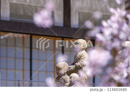 頂法寺(六角堂) 十六羅漢 満開の御幸桜 頂法寺(六角堂) 十六羅漢 満開の御幸桜 113601680