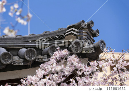 頂法寺(六角堂) 満開の御幸桜 頂法寺(六角堂) 満開の御幸桜 113601681