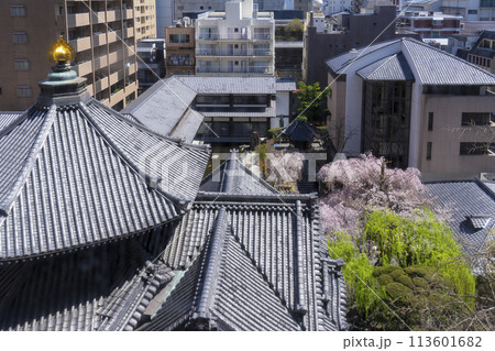 頂法寺（六角堂）　本堂　満開の御幸桜 113601682
