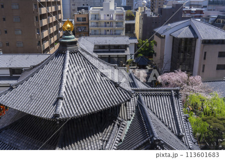 頂法寺(六角堂) 本堂 満開の御幸桜 頂法寺(六角堂) 本堂 満開の御幸桜 113601683