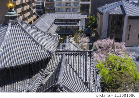 頂法寺（六角堂）　本堂　満開の御幸桜 113601686