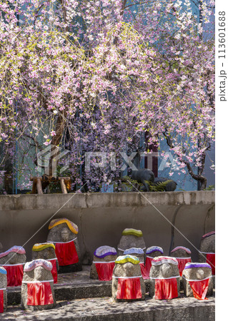 頂法寺（六角堂）　満開の御幸桜 113601688