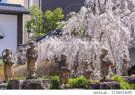 頂法寺（六角堂）　十六羅漢　満開の御幸桜 113601689