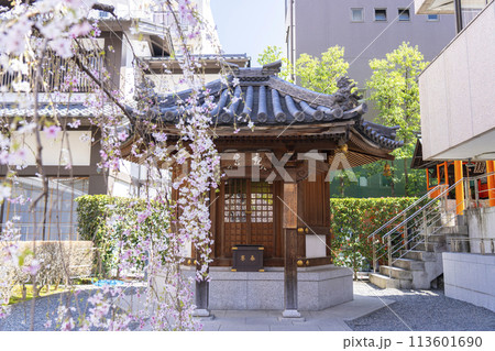 頂法寺(六角堂) 親鸞堂 満開の御幸桜 頂法寺(六角堂) 親鸞堂 満開の御幸桜 113601690