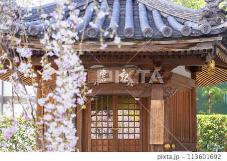 頂法寺（六角堂）　親鸞堂　満開の御幸桜 113601692