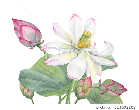 Lotus flowers with green Leaves. Delicate blooming Asian Water Lily. Bouquet with white pink flower, buds and leaf. Watercolor floral illustration for invitations, cards, wedding greetings 113602105