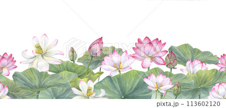 Lotus flower banner. White pink Water Lily, Indian Lotus. Vietnamese national flowers. Floral seamless pattern. Watercolor illustration for cosmetic design, ayurveda products, spa poster 113602120