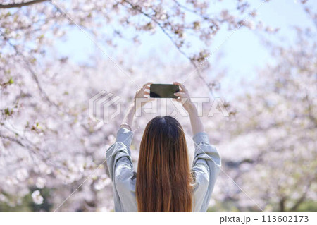 春の桜の写真を撮影する外国人旅行者 春の桜の写真を撮影する外国人旅行者 113602173