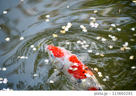 錦鯉と散り桜 113602291