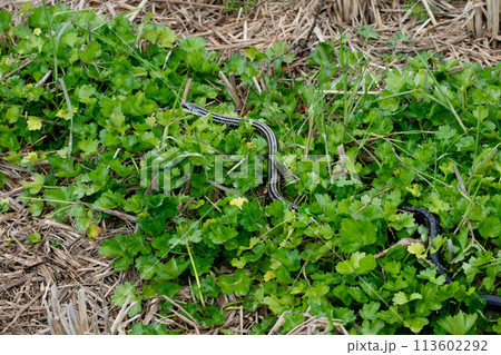 シマヘビ 113602292