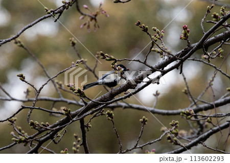 シジュウカラ 113602293